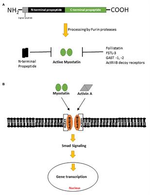 Deciphering Myostatin’s Regulatory, Metabolic, and Developmental Influence in Skeletal Diseases